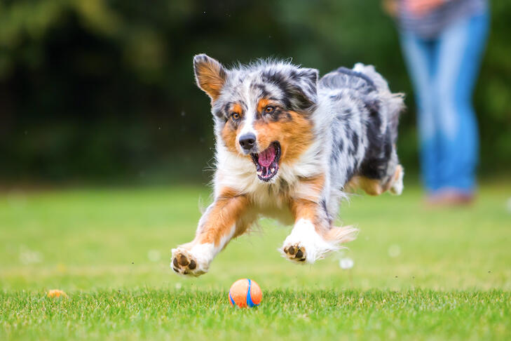 Dog Daycare Calm dog & owner in Better Dog Co. waiting room in Charlottesville VA